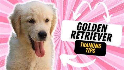 3 TIPS FOR TRAINING YOUR GOLDEN RETRIEVER - YouTube