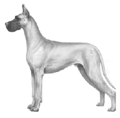 What Kind of Dog Is Scooby-Doo? - Great Dane Care