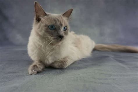 Gato Ragdoll - Mi Hermoso Gato