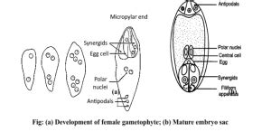 😱 Ploidy of embryo sac. Embryonic sac. 2022-10-30