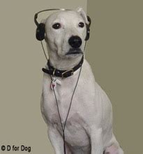 How to Train a Deaf Dog The Dog People by - kienitvc.ac.ke