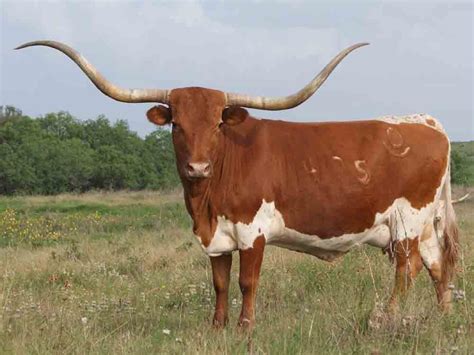 Best 11 How UT’s Famous Longhorn Mascot Got His Name – Artofit