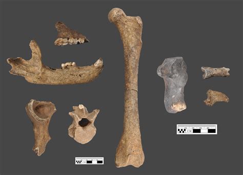 The curious case of ancient bear bones at a Mississippi dig site | Penn Today