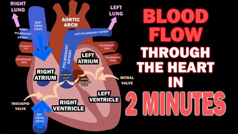 Blood Flow through the Heart in 2 MINUTES - YouTube