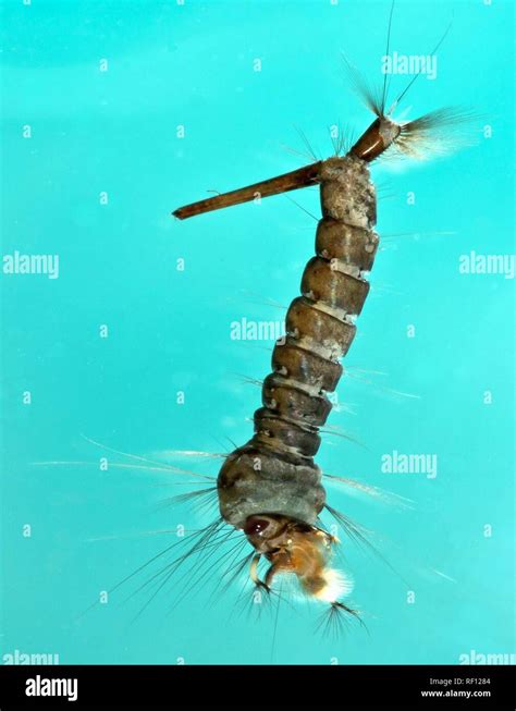 Culex pipiens larva hi-res stock photography and images - Alamy