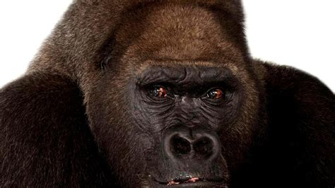 Why Are Western Gorillas Endangered - Danger Choices