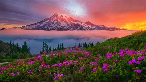 HD wallpaper: Mountain Landscape Spring Sunset Snowy Mountain Meadow Flowers Mount Rainier ...