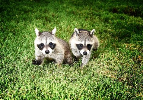 Coexisting - North Texas Wildlife Center