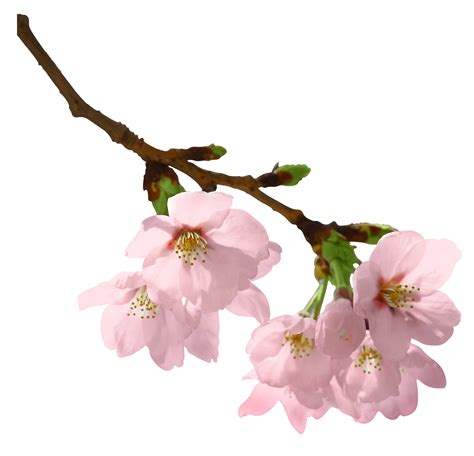 Spring Branch PNG Picture | Pink spring flowers, Cherry blossom clip art, Spring branch