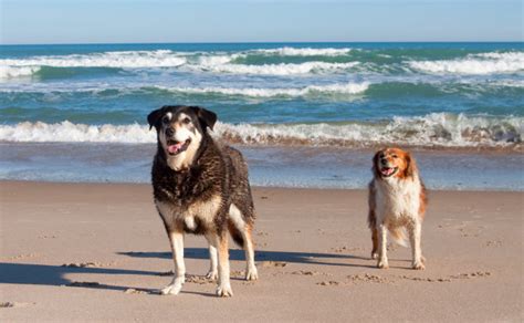 Mornington Peninsula dog friendly beaches - Dogs On Holidays: dog friendly accommodation ...