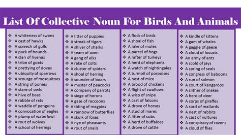 list of collective nouns for animals and birds Archives - Vocabulary Point