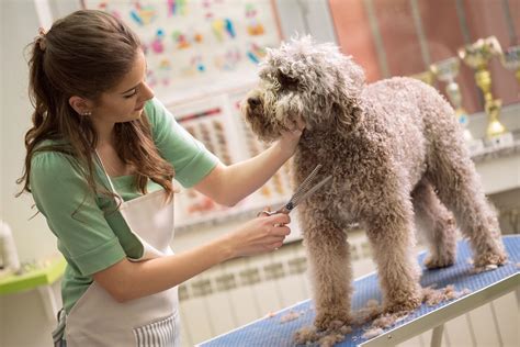 How to Become a Dog Groomer: A Fun Career With Flexible Hours - Training.com.au