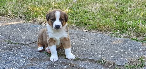 Welsh sheepdog puppies | The Farming Forum