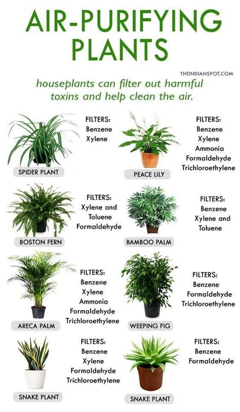 Air purifying plants | Plants, Inside plants, House plants indoor