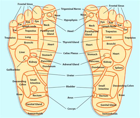 Foot Massage Pressure Points | REFELXOLOGY TRIVIA｜FOOT REFLEXOLOGY IN ...