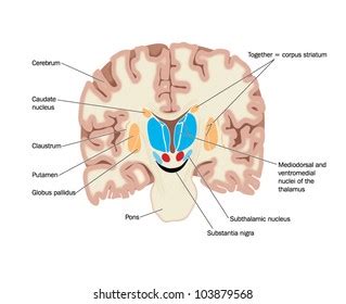 887 Basal Ganglia Royalty-Free Images, Stock Photos & Pictures | Shutterstock