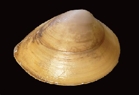 Rangia cuneata (Brackish marsh clam)