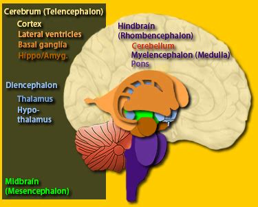 Brain Maps ::: Forebrain, Prosencephalon.