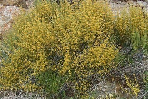 Ephedra viridis - Alchetron, The Free Social Encyclopedia