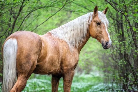 Dapple Palomino Horse Photos, Breeds, and Where to Buy - Helpful Horse ...