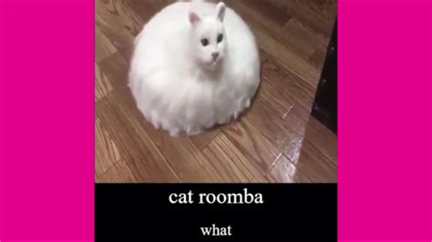 Cat roomba : r/MemeZee