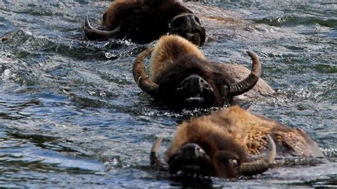 Young woman tossed 10ft in the air and gored by angry bison after ...