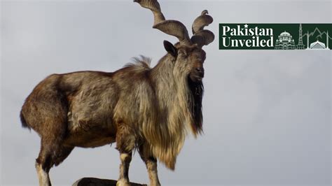 Markhor, the National Animal of Pakistan - Paradigm Shift