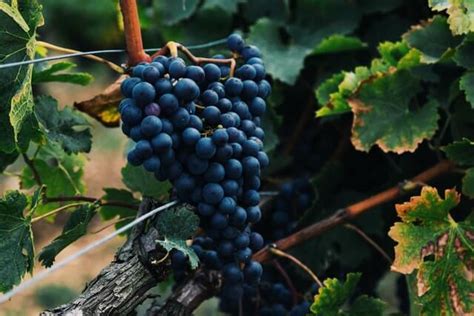 Insightful Guide To Chilean Wine: Regions, Grapes & More | Small Winemakers