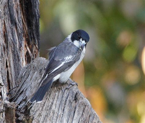 Black and white kingfisher? | BIRDS in BACKYARDS