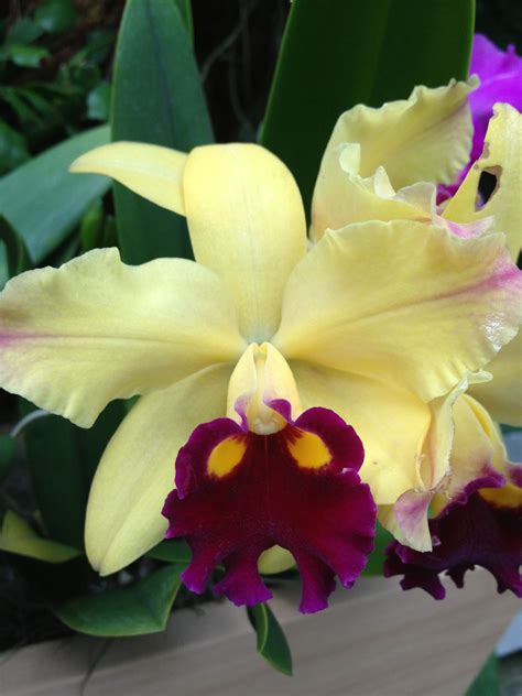 Cattleya Orchid Wonderful Flowers, Unusual Flowers, Rare Flowers, Types ...