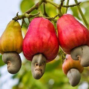 Cashew Nut(Kaju badam)- Fruit Plant & Tree - Dream Garden