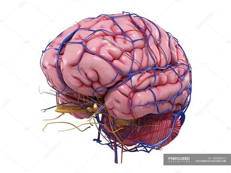 Human brain with network of blood vessels — circulatory, cerebellum - Stock Photo | #160086512