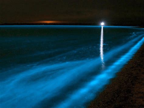 Bioluminescent Beaches on the Beautiful Island of Holbox