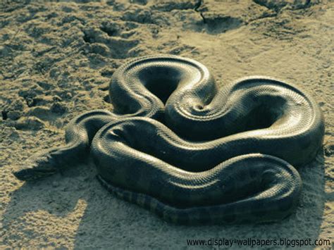 HD Wallpaper Free Stock: Great Anaconda Snake Wallpapers