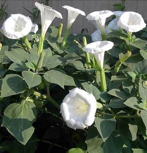 Night Blooming White Bush Moonflower Datura - 10 Seeds