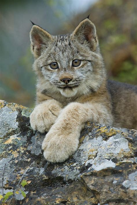 Canada Lynx Kittens Archives - Triple "D" Wildlife