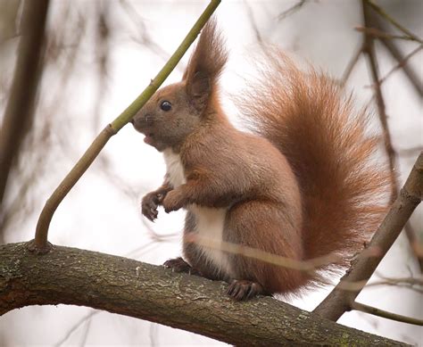 Red squirrel | Perfectly tufty red squirrel (Sciurus vulgari… | Flickr