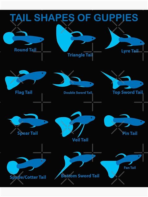 "Guppy Guppies Guppys Tail Shapes Breeds Sorts Aquarium Fish" Poster by TheAplus | Redbubble