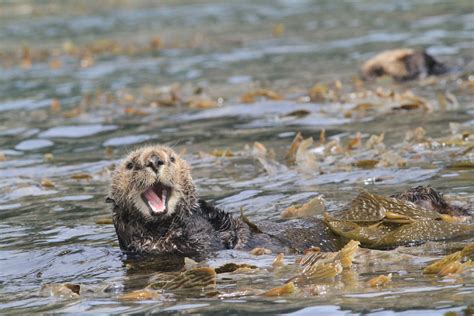 Feds Consider Delisting Southern Sea Otter as Protected Species - The ...