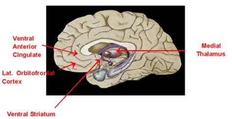 Striatum — Wikipedia Republished // WIKI 2