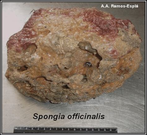 3. Spongia officinalis. | Download Scientific Diagram