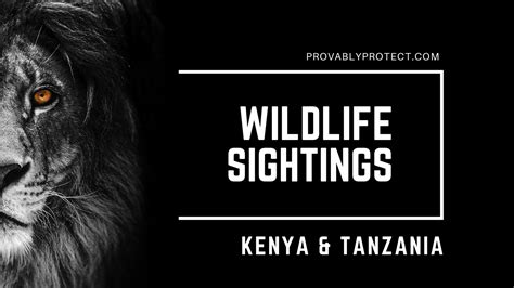 Kenya & Tanzania Wildlife Sightings