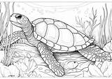Large Sea Turtle  And Tortoise Coloring Pages For Adults sketch template