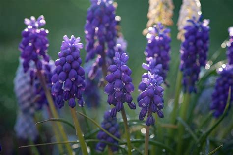 Hyacinth Grape-Hyacinth Garden - Free photo on Pixabay