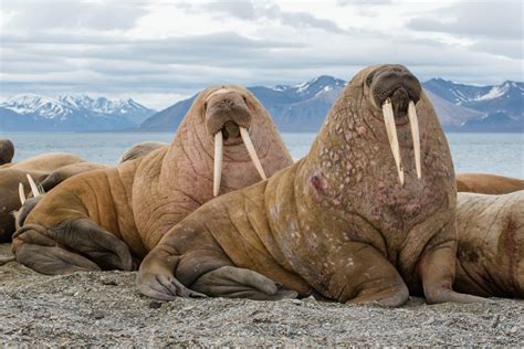 Is A Walrus A Mammal?? - Earth.com - Nature - Science - Life