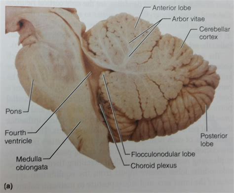 Pin on Psychiatry - Neuroanatomy