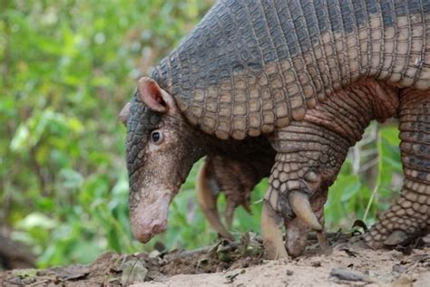 Giant armadillo - Alchetron, The Free Social Encyclopedia