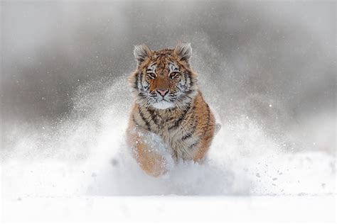 8 Absolutely Astounding Facts About The Siberian Tiger - WorldAtlas