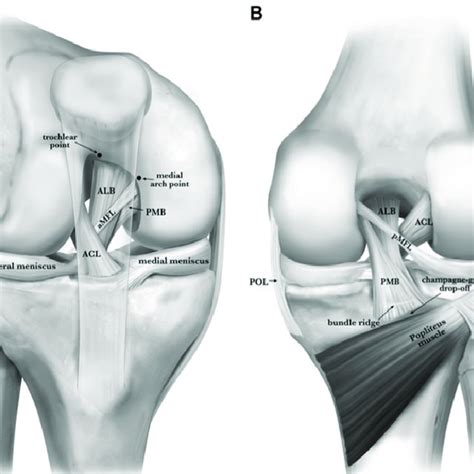 Posterior And Anterior Cruciate Ligament