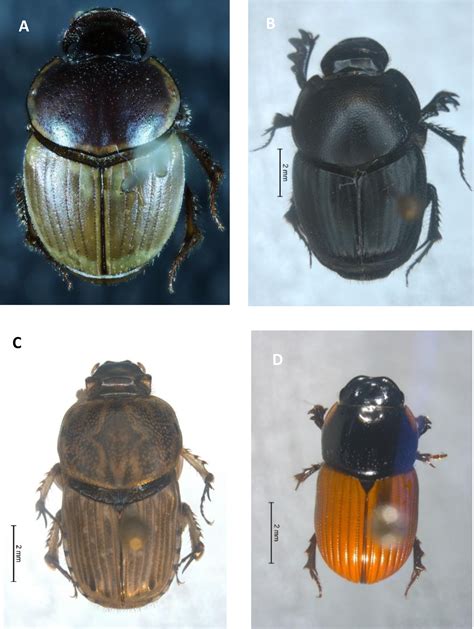 Dung beetle species introductions: when an ecosystem service provider transforms into an ...